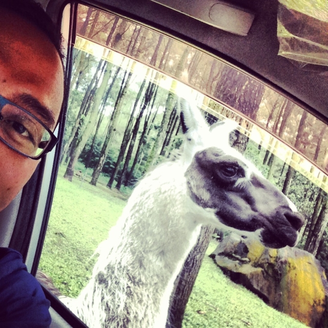 Llama yang jinak di Taman Safari Indonesia II
